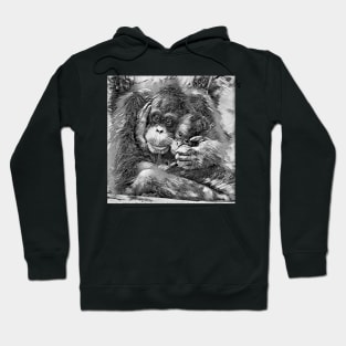 AnimalArtBW OrangUtan 003 Hoodie